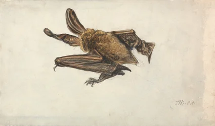 Eine Fledermaus